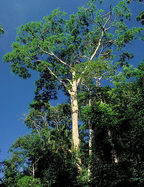 Brazilian Rosewood — Colour, Fragrance and Fine Craft