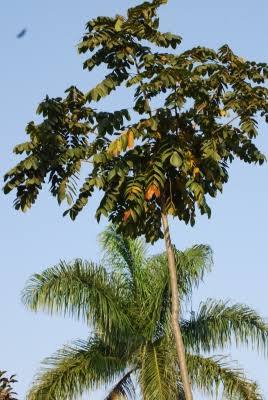 Canarywood — Color, Grain, Scent and Uses