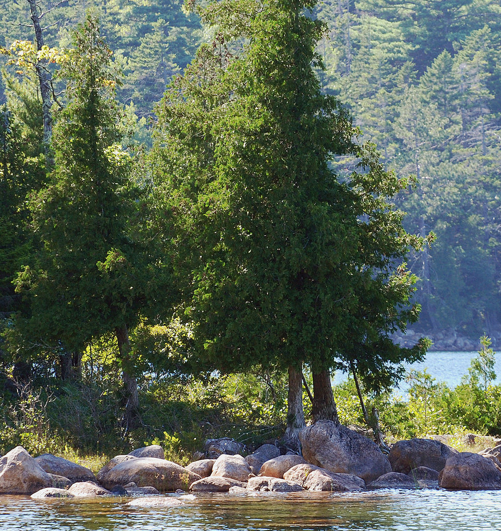 Cedar — Why the Common Name Is Not Enough