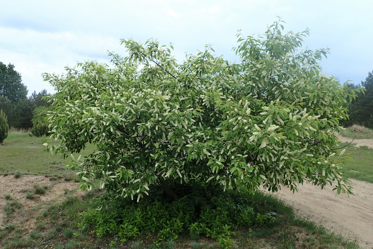 Cherry — Species and Identification