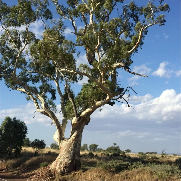 Eucalyptus — A Large and Diverse Timber Genus