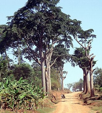 Iroko — African Durability, Grain and Uses