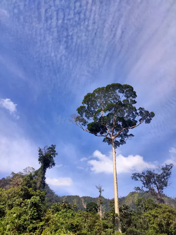 Kempas — Dense Southeast Asian Hardwood