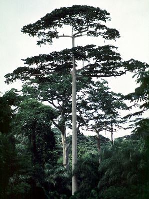 Black Limba — Dark Streaks, Grain and Uses