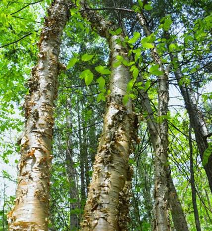 Yellow Birch — Québec Forest Hardwood