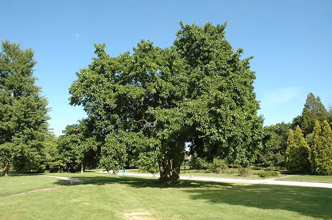 Osage Orange — Golden Colour, Durability and Bow Wood