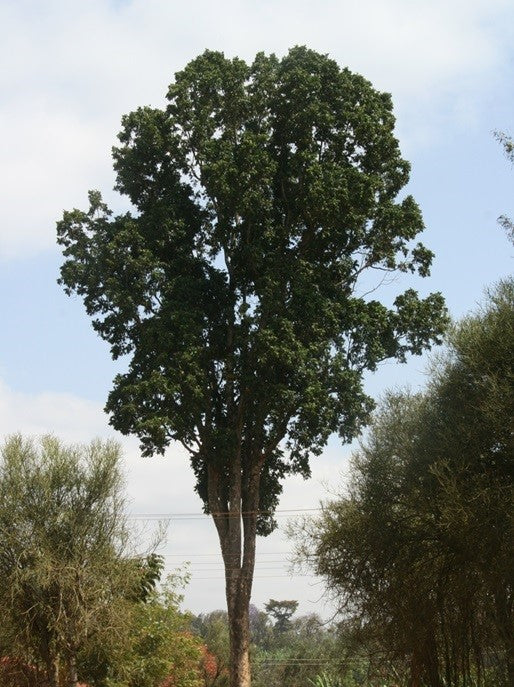 African Walnut — Trade Name and Identification