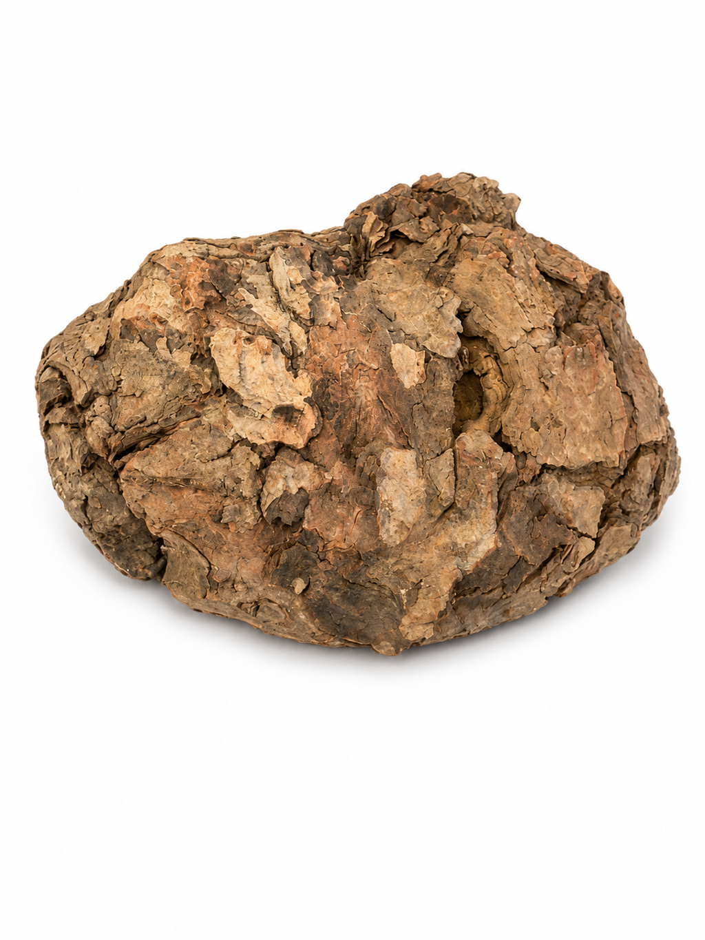 Rugged bark-covered reverse of 8 in Maple burl knot
