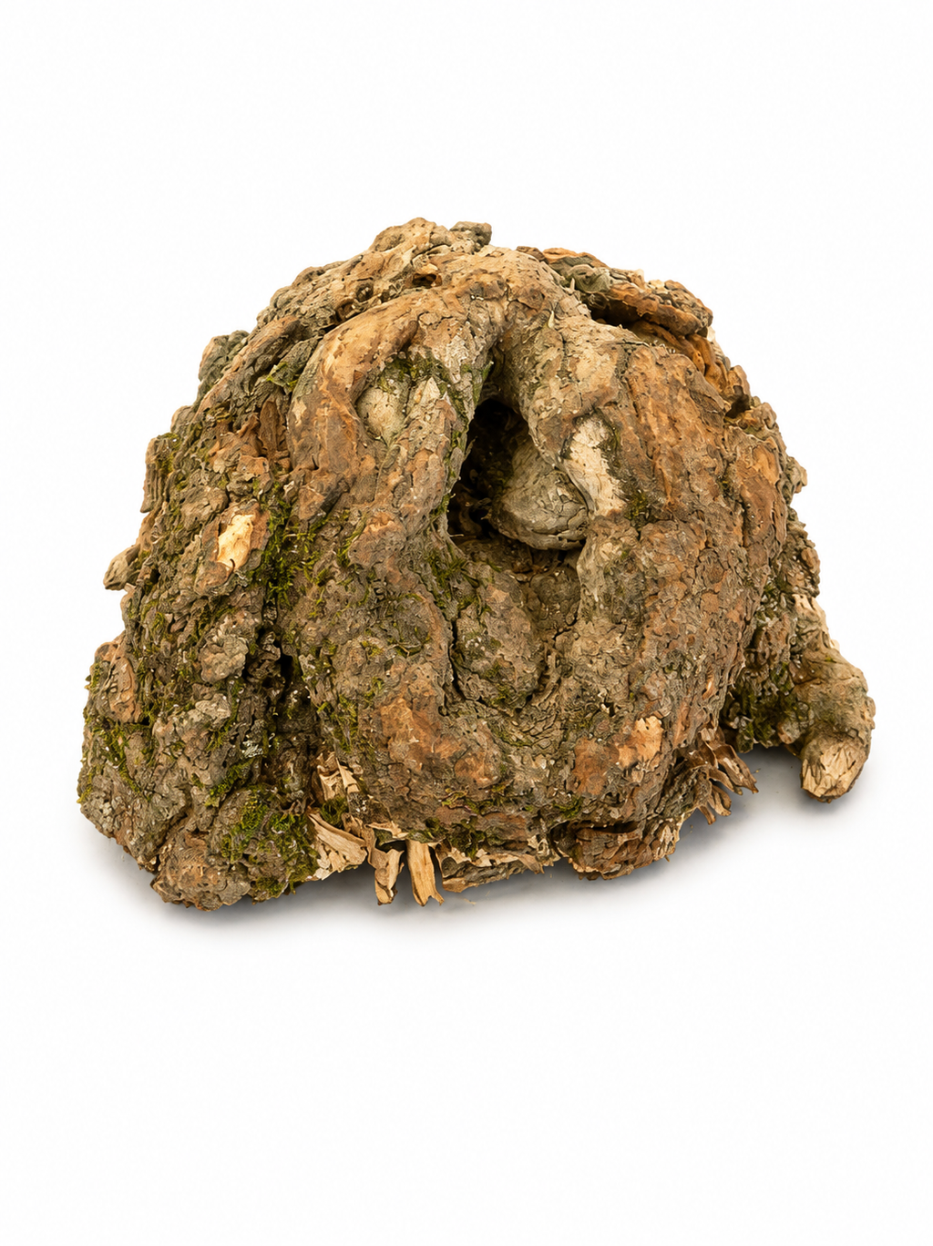 Rugged reverse of Maple burl knot with bark and natural cavity
