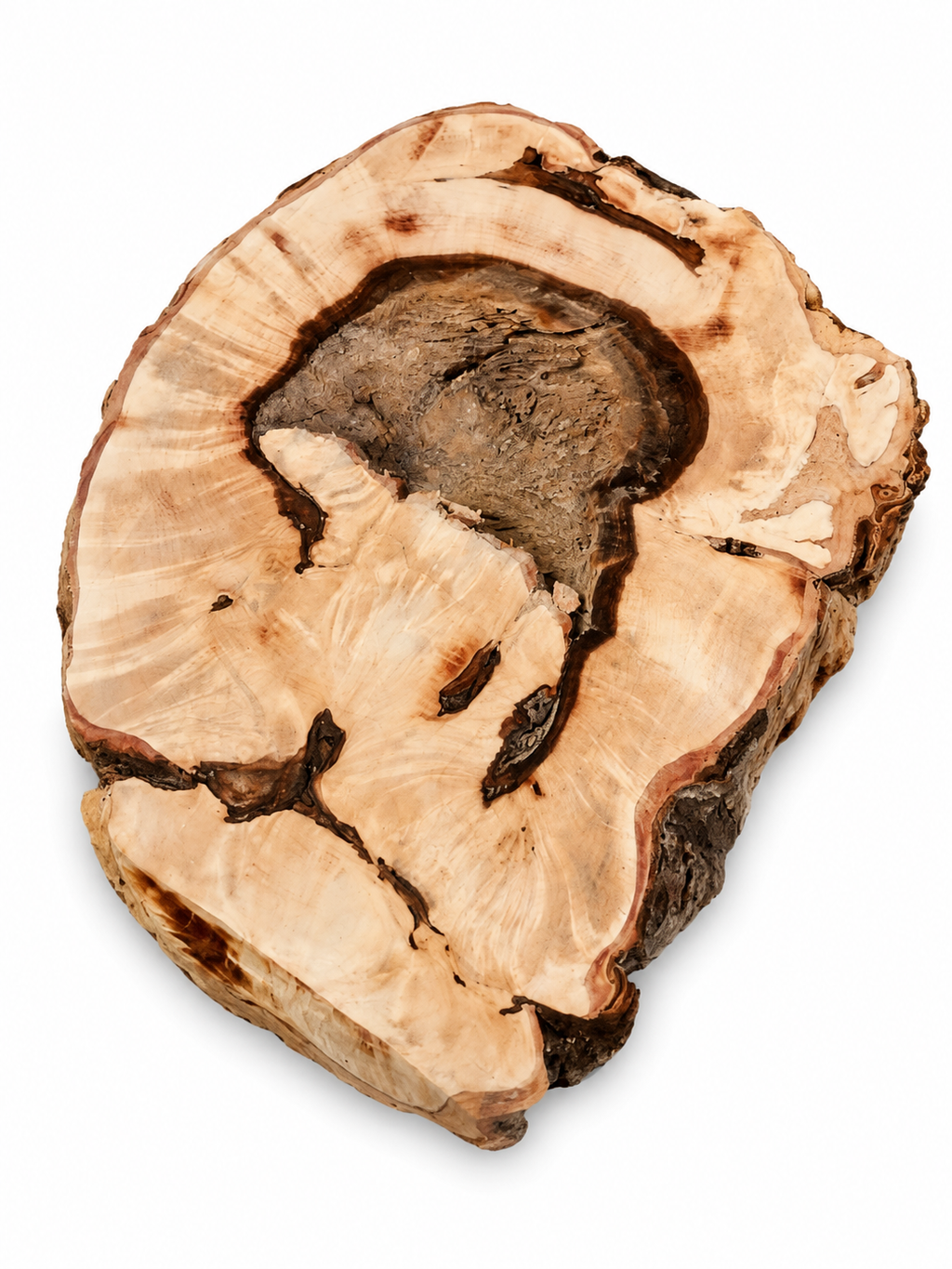 Maple burl knot, 8 in, pale figured wood and dark central recess