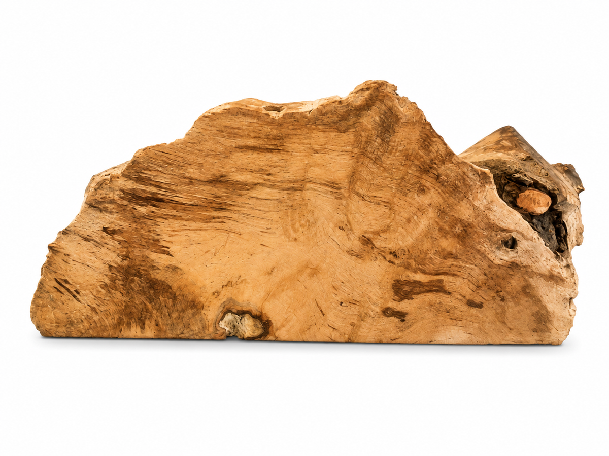 Natural forest wood sculpture piece with organic contours and cavities