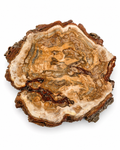 Cedar burl cross section, 10 × 9 in, flowing grain and burl eyes