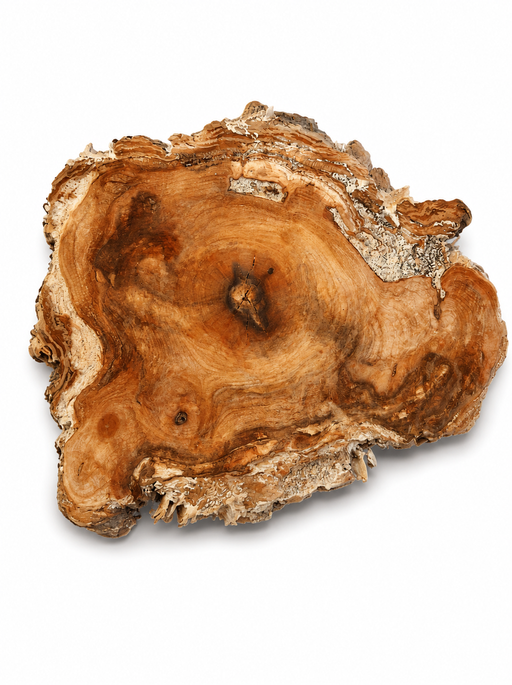 Maple burl knot, 5 in, amber grain and dark knots