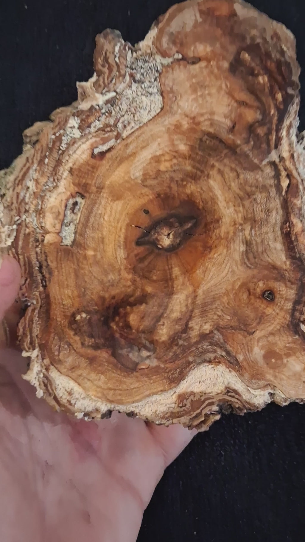 Video showing the amber figured face and bark-covered reverse of the 5-inch maple burl knot