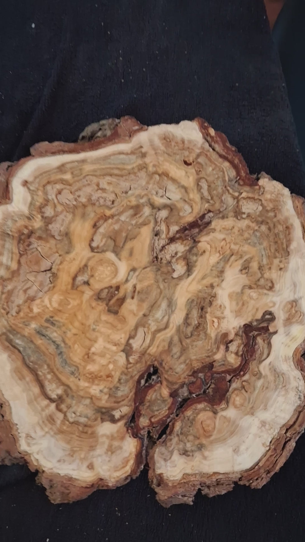 Natural Cedar Burl Cross Section – One-of-a-Kind Forest Sculpture
