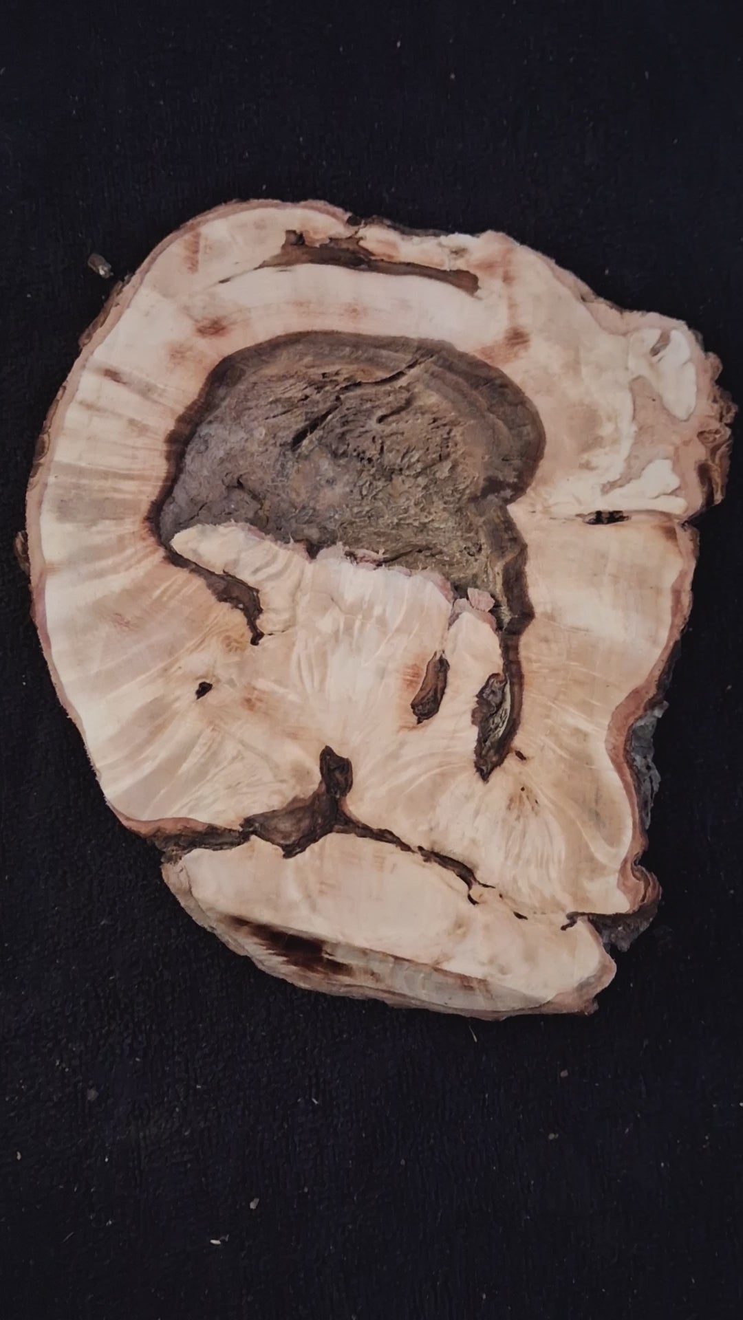 Video showing the cut face, central recess and bark-covered reverse of the 8-inch maple burl knot